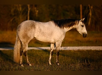 American Quarter Horse, Giumenta, 3 Anni, 152 cm, Grigio