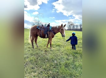 American Quarter Horse, Giumenta, 3 Anni, 152 cm, Palomino