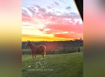 American Quarter Horse, Giumenta, 3 Anni, 152 cm, Palomino