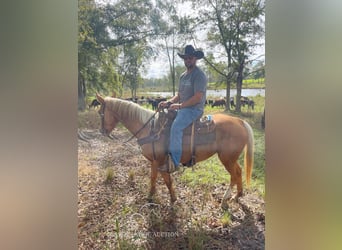 American Quarter Horse, Giumenta, 3 Anni, 152 cm, Palomino