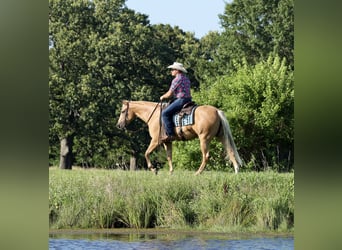 American Quarter Horse, Giumenta, 3 Anni, 152 cm, Palomino