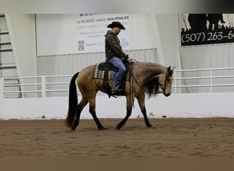 American Quarter Horse, Giumenta, 3 Anni, 152 cm, Pelle di daino