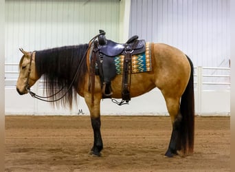 American Quarter Horse, Giumenta, 3 Anni, 152 cm, Pelle di daino