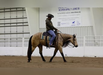 American Quarter Horse, Giumenta, 3 Anni, 152 cm, Pelle di daino