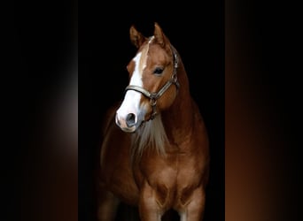 American Quarter Horse, Giumenta, 3 Anni, 152 cm, Red dun