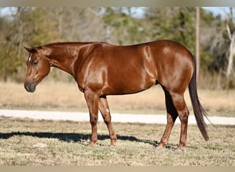 American Quarter Horse, Giumenta, 3 Anni, 152 cm, Sauro ciliegia