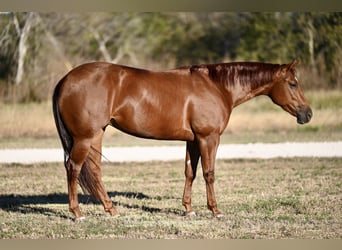 American Quarter Horse, Giumenta, 3 Anni, 152 cm, Sauro ciliegia