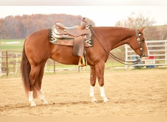 American Quarter Horse, Giumenta, 3 Anni, 152 cm, Sauro ciliegia