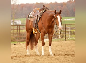 American Quarter Horse, Giumenta, 3 Anni, 152 cm, Sauro ciliegia