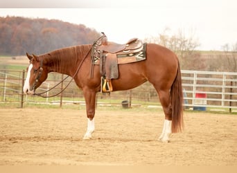 American Quarter Horse, Giumenta, 3 Anni, 152 cm, Sauro ciliegia