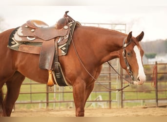 American Quarter Horse, Giumenta, 3 Anni, 152 cm, Sauro ciliegia