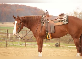 American Quarter Horse, Giumenta, 3 Anni, 152 cm, Sauro ciliegia