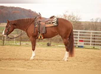 American Quarter Horse, Giumenta, 3 Anni, 152 cm, Sauro ciliegia