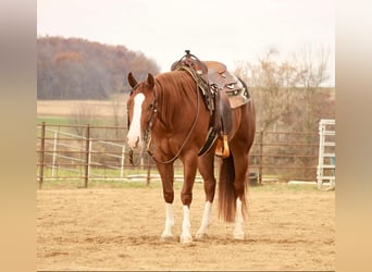 American Quarter Horse, Giumenta, 3 Anni, 152 cm, Sauro ciliegia