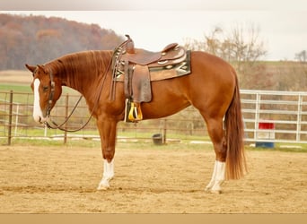 American Quarter Horse, Giumenta, 3 Anni, 152 cm, Sauro ciliegia