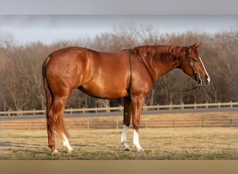 American Quarter Horse, Giumenta, 3 Anni, 152 cm, Sauro ciliegia