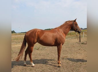 American Quarter Horse, Giumenta, 3 Anni, 152 cm, Sauro