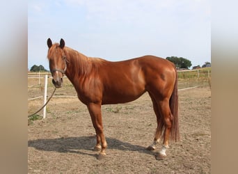 American Quarter Horse, Giumenta, 3 Anni, 152 cm, Sauro