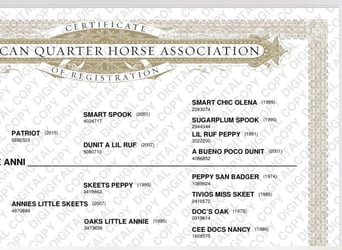 American Quarter Horse, Giumenta, 3 Anni, 152 cm, Sauro