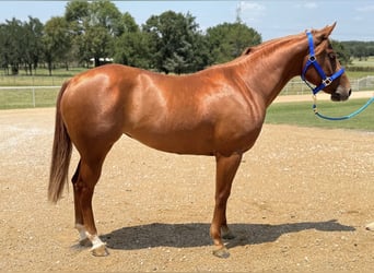 American Quarter Horse, Giumenta, 3 Anni, 152 cm, Sauro