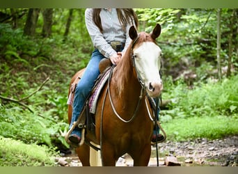 American Quarter Horse, Giumenta, 3 Anni, 152 cm, Sauro scuro
