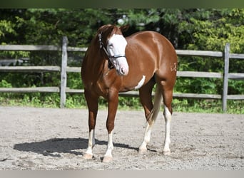 American Quarter Horse, Giumenta, 3 Anni, 152 cm, Sauro scuro