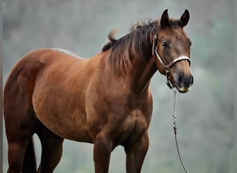 American Quarter Horse, Giumenta, 3 Anni, 152 cm, Sauro scuro