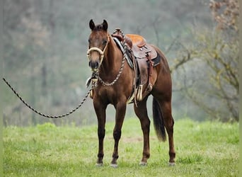 American Quarter Horse, Giumenta, 3 Anni, 152 cm, Sauro scuro