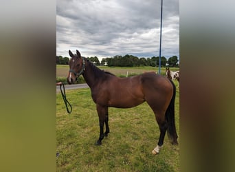 American Quarter Horse, Giumenta, 3 Anni, 153 cm, Baio