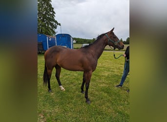 American Quarter Horse, Giumenta, 3 Anni, 153 cm, Baio