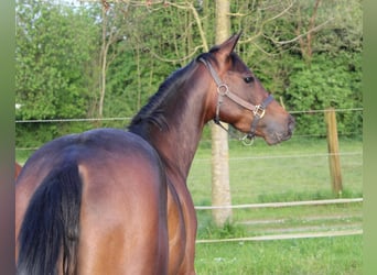 American Quarter Horse, Giumenta, 3 Anni, 153 cm, Baio