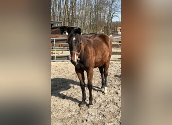 American Quarter Horse, Giumenta, 3 Anni, 153 cm, Baio