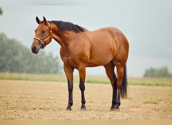 American Quarter Horse, Giumenta, 3 Anni, 153 cm, Baio