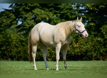 American Quarter Horse, Giumenta, 3 Anni, 153 cm, Cremello