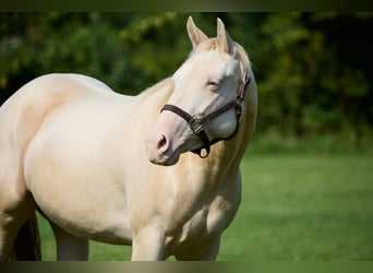 American Quarter Horse, Giumenta, 3 Anni, 153 cm, Cremello