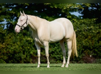 American Quarter Horse, Giumenta, 3 Anni, 153 cm, Cremello