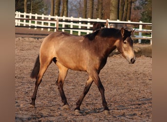 American Quarter Horse, Giumenta, 3 Anni, 153 cm, Pelle di daino