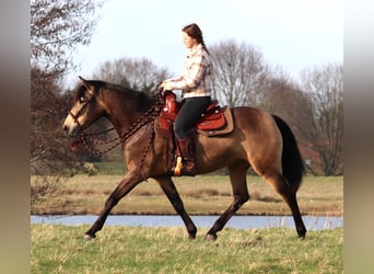 American Quarter Horse, Giumenta, 3 Anni, 153 cm, Pelle di daino
