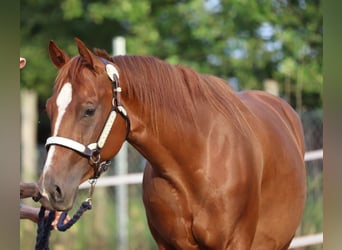 American Quarter Horse, Giumenta, 3 Anni, 153 cm, Sauro