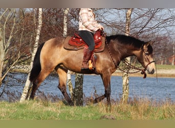 American Quarter Horse Mix, Giumenta, 3 Anni, 155 cm, Pelle di daino