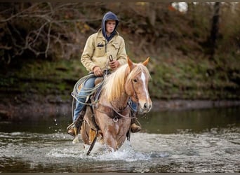 American Quarter Horse Mix, Giumenta, 3 Anni, 155 cm, Roano rosso