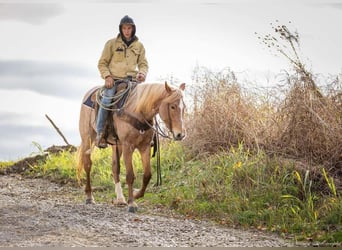 American Quarter Horse Mix, Giumenta, 3 Anni, 155 cm, Roano rosso