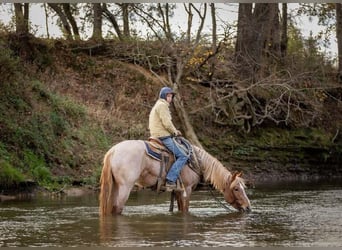 American Quarter Horse Mix, Giumenta, 3 Anni, 155 cm, Roano rosso