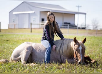 American Quarter Horse Mix, Giumenta, 3 Anni, 155 cm, Roano rosso