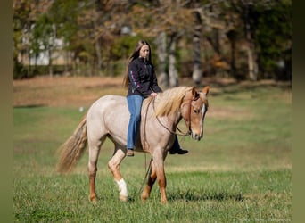 American Quarter Horse Mix, Giumenta, 3 Anni, 155 cm, Roano rosso