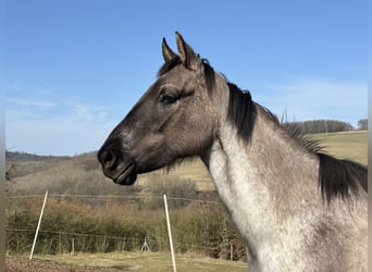 American Quarter Horse, Giumenta, 3 Anni, 156 cm, Grullo