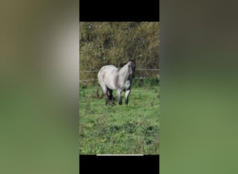 American Quarter Horse, Giumenta, 3 Anni, 156 cm, Grullo