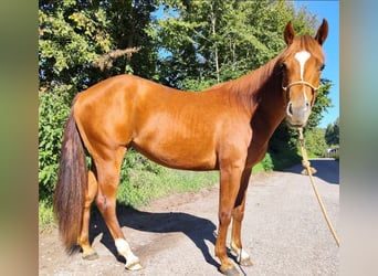 American Quarter Horse, Giumenta, 3 Anni, 156 cm, Sauro