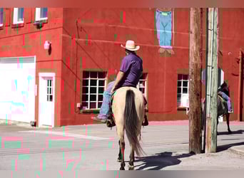 American Quarter Horse, Giumenta, 3 Anni, 157 cm, Pelle di daino