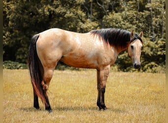 American Quarter Horse, Giumenta, 3 Anni, 157 cm, Pelle di daino